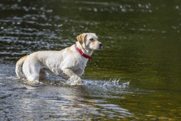 Water Safety for Your Dog